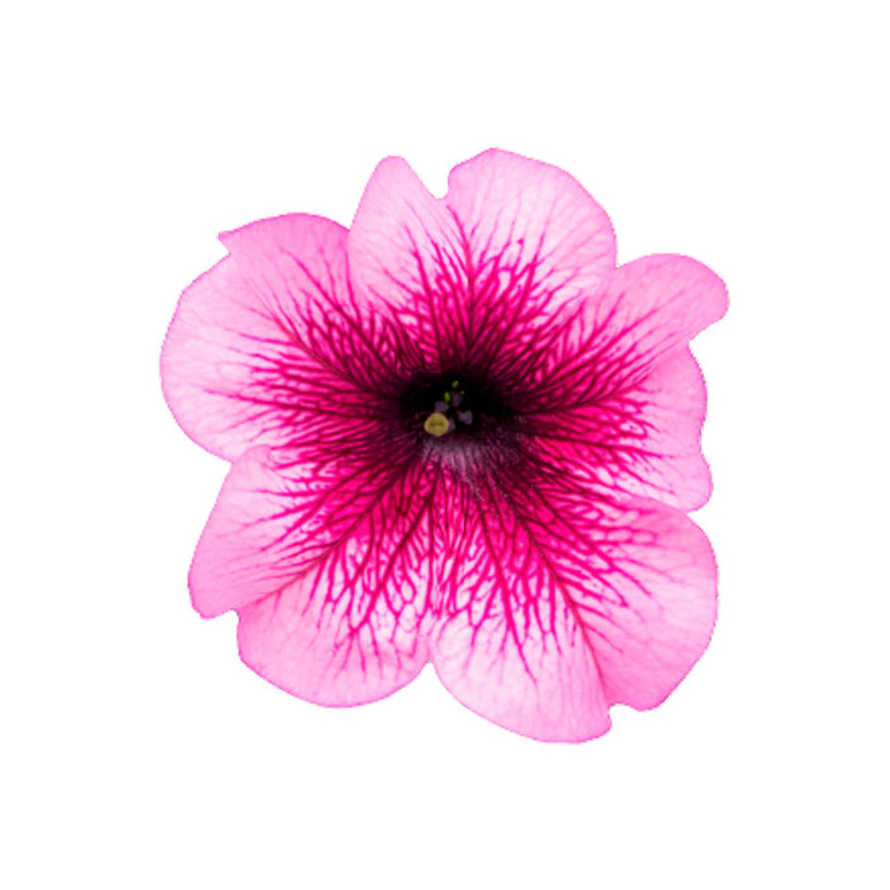  Petunia 1000 Semillas grandiflora Success 360 Burgundy Veined PLT Flor Maceta 74.576271 Petunia 1000 Semillas grandiflora Succe