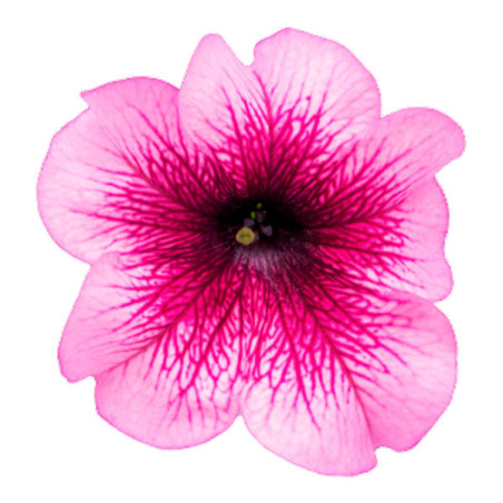  Petunia 1000 Semillas grandiflora Success 360 Burgundy Veined PLT Flor Maceta 74.576271 Petunia 1000 Semillas grandiflora Succe