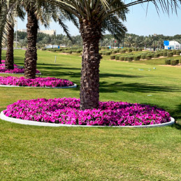  Petunia 1000 Semillas grandiflora Success 360 Burgundy Veined PLT Flor Maceta 74.576271 Petunia 1000 Semillas grandiflora Succe