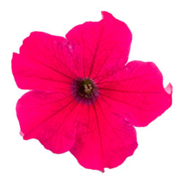  Petunia 1000 Semillas grandiflora Success 360 Deep Rose PLT Flor Maceta 74.576271 Petunia 1000 Semillas grandiflora Success 360
