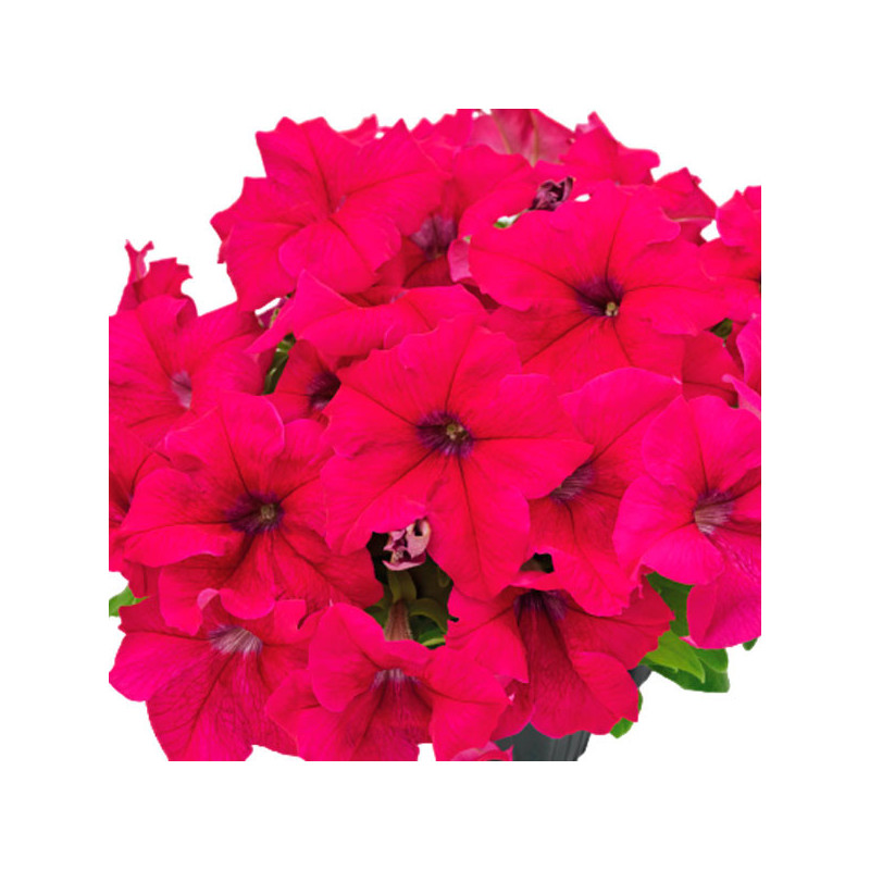  Petunia 1000 Semillas grandiflora Success 360 Deep Rose PLT Flor Maceta 74.576271 Petunia 1000 Semillas grandiflora Success 360