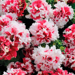  Petunia 1000 Semillas grandiflora Double Pirouette Red PLT Flor Maceta 103.389831 Petunia 1000 Semillas grandiflora Double Piro