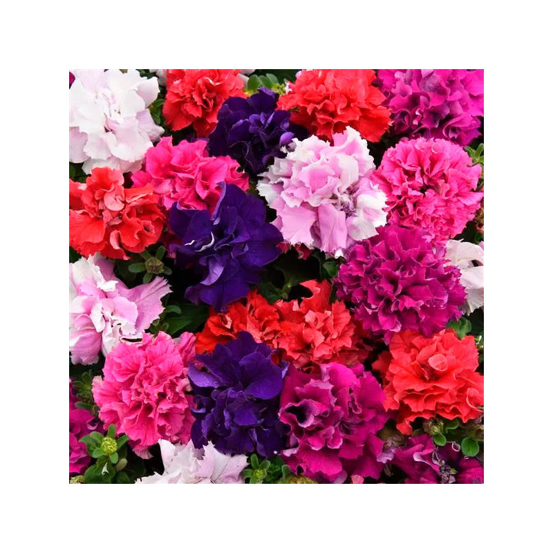 Petunia 1000 Semillas grandiflora Double Cascade Mix PLT Flor Maceta 103.389831 Petunia 1000 Semillas grandiflora Double Cascad