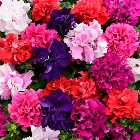  Petunia 1000 Semillas grandiflora Double Cascade Mix PLT Flor Maceta 103.389831 Petunia 1000 Semillas grandiflora Double Cascad
