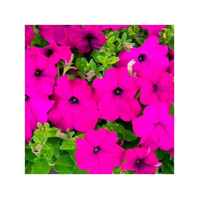  Petunia 1000 Semillas grandiflora Success 360 Violet PLT Flor Maceta 74.576271 Petunia 1000 Semillas grandiflora Success 360 Vi