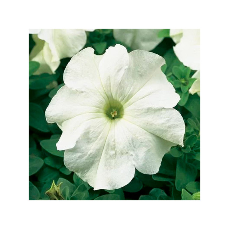  Petunia 1000 Semillas grandiflora Tritunia White Flor Maceta 74.576271 Petunia 1000 Semillas grandiflora Tritunia White Flor Ma