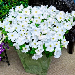  Petunia 1000 Semillas grandiflora Tritunia White Flor Maceta 74.576271 Petunia 1000 Semillas grandiflora Tritunia White Flor Ma