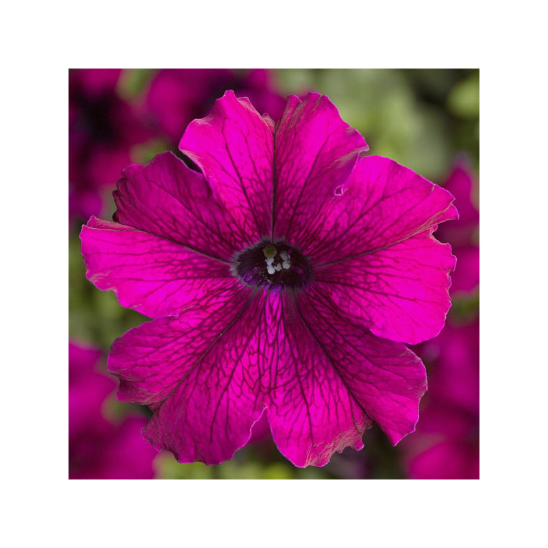  Petunia 1000 Semillas grandiflora Tritunia Burgundy Flor Maceta 74.576271 Petunia 1000 Semillas grandiflora Tritunia Burgundy F