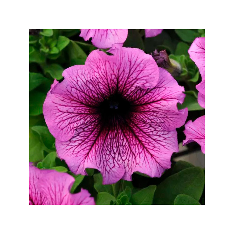  Petunia 1000 Semillas grandiflora Daddy Sugar PLT Flor Maceta 74.576271 Petunia 1000 Semillas grandiflora Daddy Sugar PLT Flor 