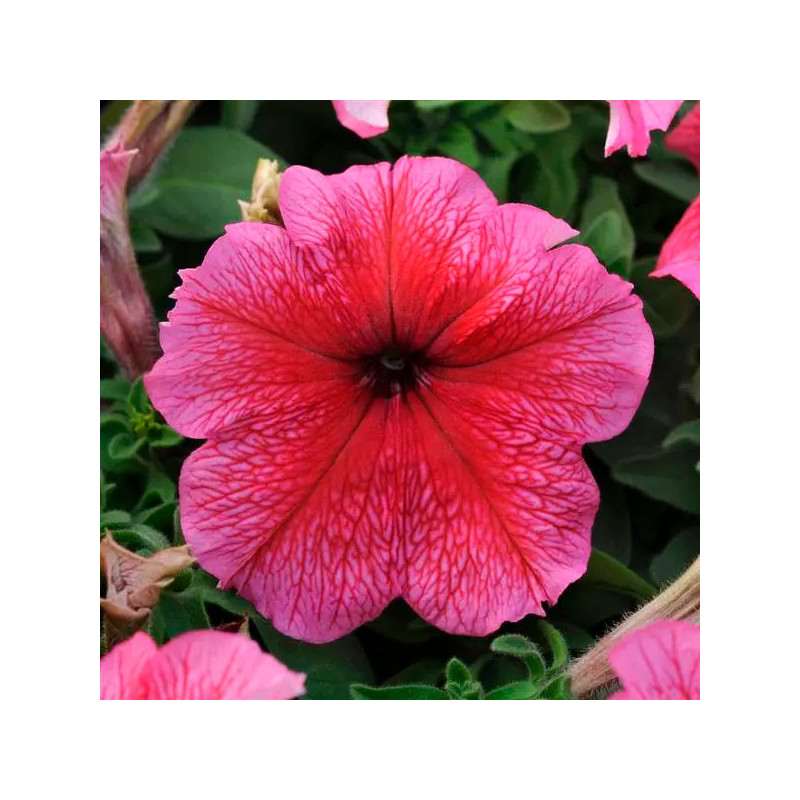  Petunia 1000 Semillas grandiflora Daddy Red PLT Flor Maceta 74.576271 Petunia 1000 Semillas grandiflora Daddy Red PLT Flor Mace