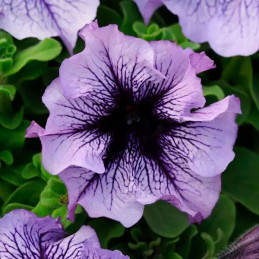  Petunia 1000 Semillas grandiflora Daddy Blue PLT Flor Maceta 74.576271 Petunia 1000 Semillas grandiflora Daddy Blue PLT Flor Ma