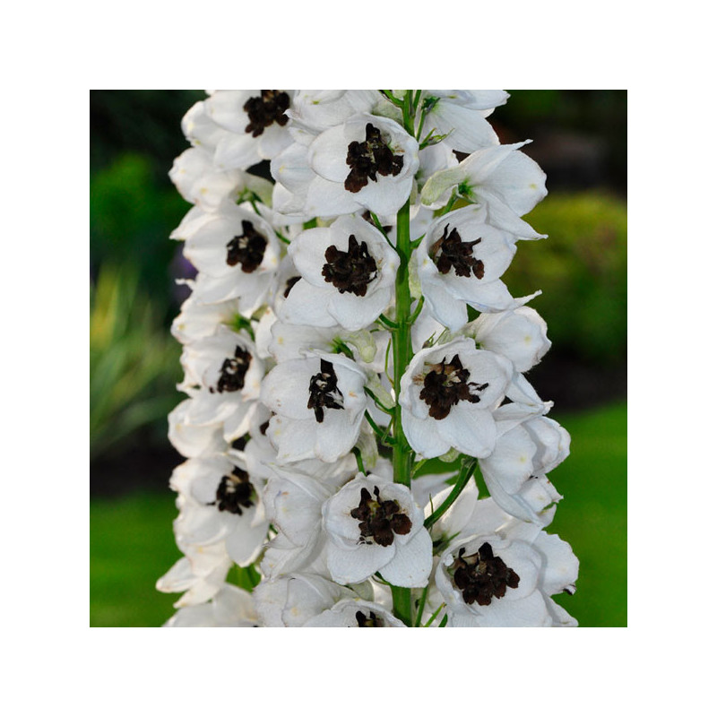  Espuela de Caballero 1000 Semillas Delphinium elatum Magic Fountains White Dark Bee Flor Corte 74.576271 Espuela de Caballero 1