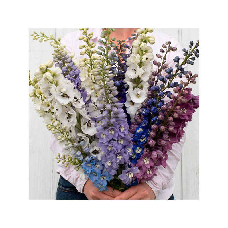  Espuela de Caballero 1000 Semillas Delphinium elatum Magic Fountains Mix Flor Corte 74.576271 Espuela de Caballero 1000 Semilla