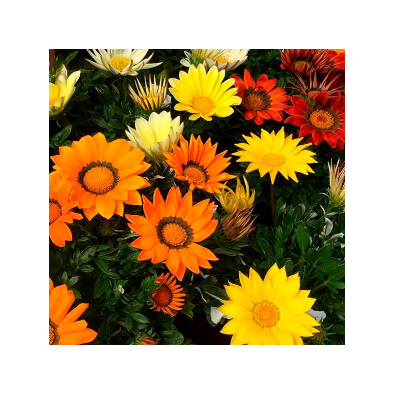  Gazania 1000 Semillas rigens Enorma Mix Full Flor Maceta Jardin 166.101695 Gazania 1000 Semillas rigens Enorma Mix Full Flor Ma
