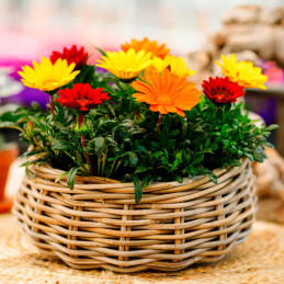  Gazania 1000 Semillas rigens Enorma Mix Full Flor Maceta Jardin 166.101695 Gazania 1000 Semillas rigens Enorma Mix Full Flor Ma