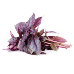  Albahaca Rosa Roja 1000 Semillas Ocimum basilicum Basil Red Rosie Hierba Aromatica 44.915254 Albahaca Rosa Roja 1000 Semillas O