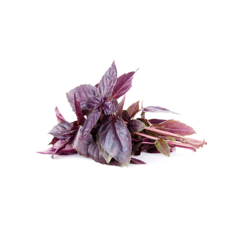  Albahaca Rosa Roja 1000 Semillas Ocimum basilicum Basil Red Rosie Hierba Aromatica 44.915254 Albahaca Rosa Roja 1000 Semillas O
