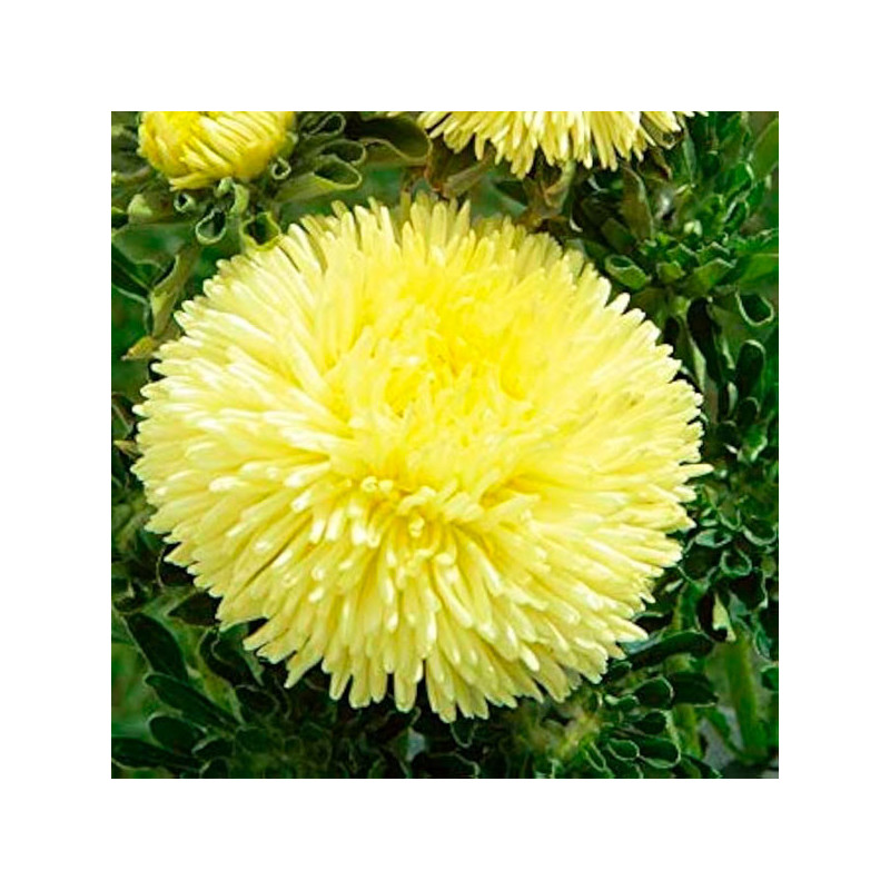  Aster 1000 Semillas Callistephus chinensis Gala Yellow Flor Corte 88.983051 Aster 1000 Semillas Callistephus chinensis Gala Yel