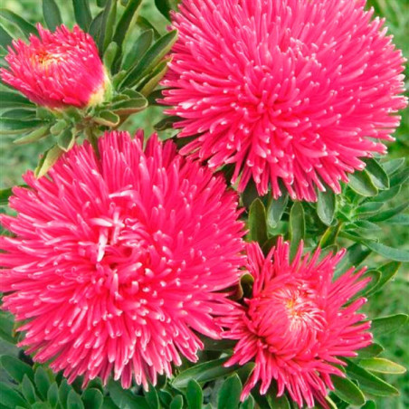  Aster 1000 Semillas Callistephus chinensis Gala Carmine Rose Flor Corte 88.983051 Aster 1000 Semillas Callistephus chinensis Ga