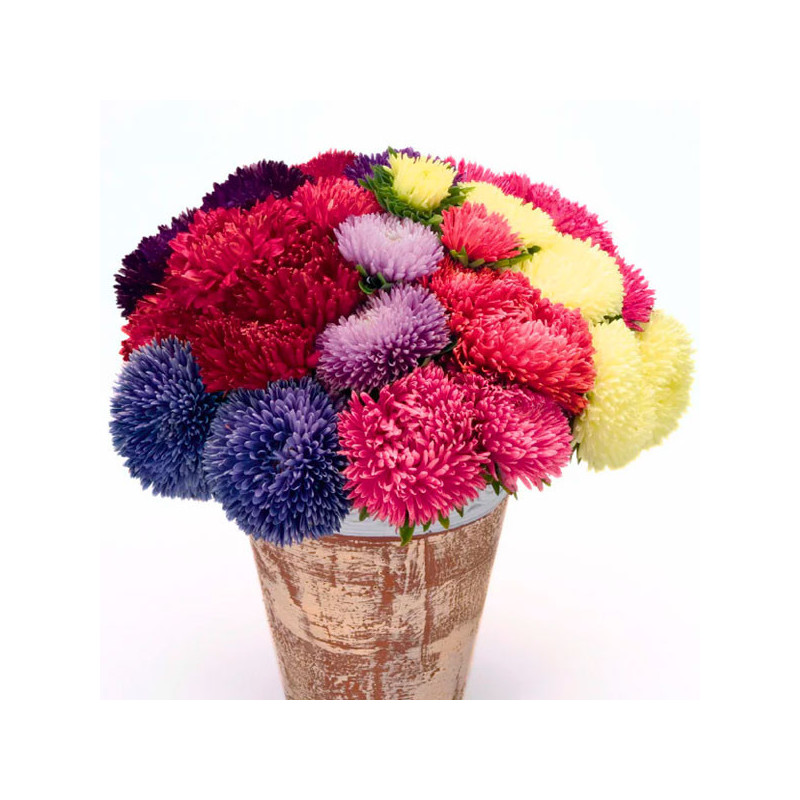  Aster 1000 Semillas Callistephus chinensis Gala Mix Flor Corte 88.983051 Aster 1000 Semillas Callistephus chinensis Gala Mix Fl