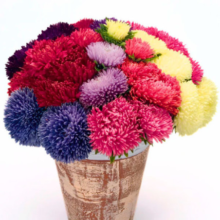  Aster 1000 Semillas Callistephus chinensis Gala Mix Flor Corte 88.983051 Aster 1000 Semillas Callistephus chinensis Gala Mix Fl