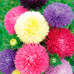  Aster 1000 Semillas Callistephus chinensis Gala Mix Flor Corte 88.983051 Aster 1000 Semillas Callistephus chinensis Gala Mix Fl