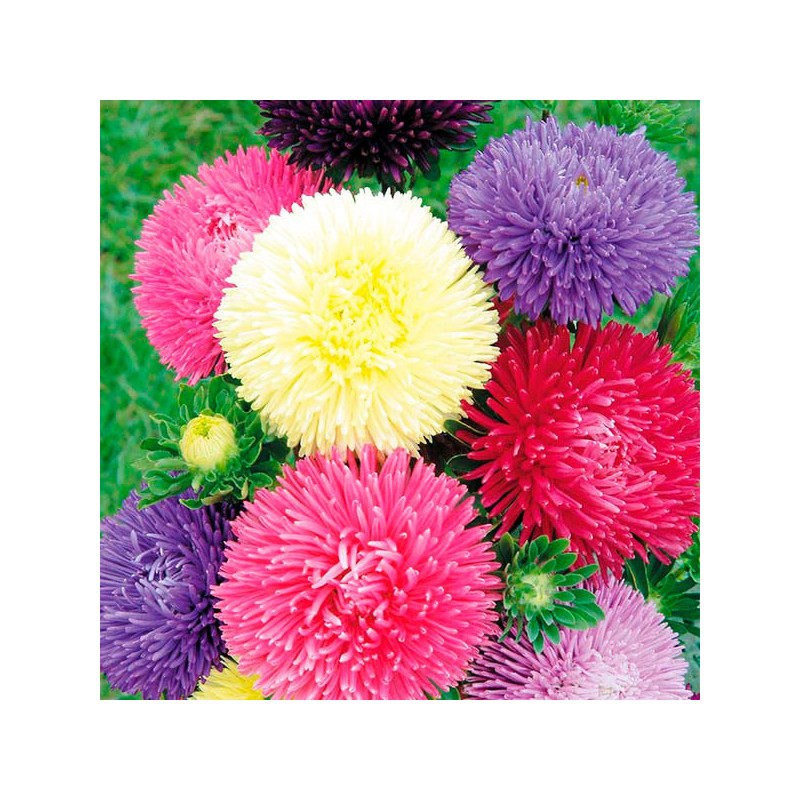  Aster 1000 Semillas Callistephus chinensis Gala Mix Flor Corte 88.983051 Aster 1000 Semillas Callistephus chinensis Gala Mix Fl