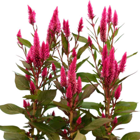  Celosia 1000 Semillas argentea var. Spicata Asian Garden Flor Corte 95.762712 Celosia 1000 Semillas argentea var. Spicata Asian