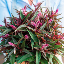  Celosia 1000 Semillas argentea spicata Flamingo Purple Flor Corte 76.271186 Celosia 1000 Semillas argentea spicata Flamingo Pur