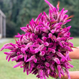  Celosia 1000 Semillas argentea spicata Flamingo Purple Flor Corte 76.271186 Celosia 1000 Semillas argentea spicata Flamingo Pur