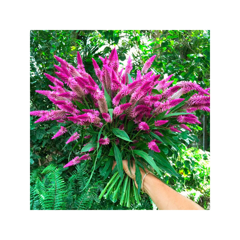  Celosia 1000 Semillas argentea spicata Flamingo Purple Flor Corte 76.271186 Celosia 1000 Semillas argentea spicata Flamingo Pur