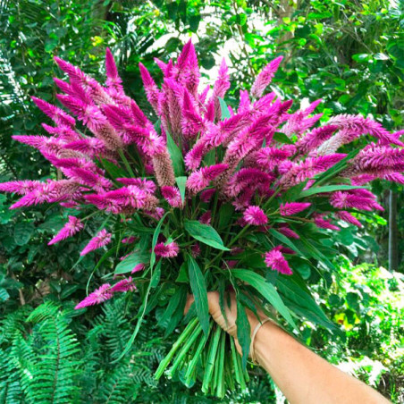  Celosia 1000 Semillas argentea spicata Flamingo Purple Flor Corte 76.271186 Celosia 1000 Semillas argentea spicata Flamingo Pur
