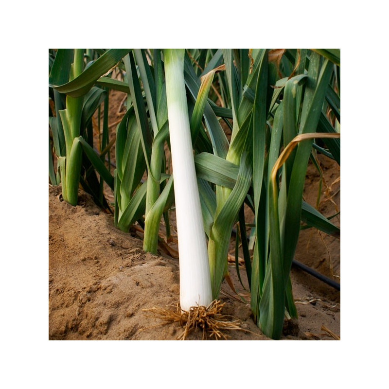  Poro Vela 500gr Semillas Gigante de Bulgaria Variedad para Industria Ramiro Arnedo 427.118644 Poro Vela 500gr Semillas Gigante 