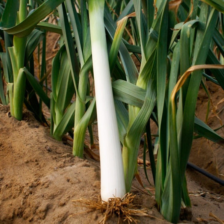  Poro Vela 500gr Semillas Gigante de Bulgaria Variedad para Industria Ramiro Arnedo 427.118644 Poro Vela 500gr Semillas Gigante 