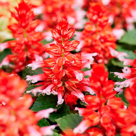  Salvia 1000 Semillas splendens Salsa Scarlet Bicolor Flor Maceta Anual 80.508475 Salvia 1000 Semillas splendens Salsa Scarlet B