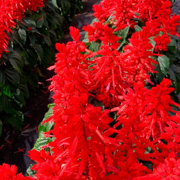  Salvia 1000 Semillas splendens Tall Red Hill Red Flor Maceta Anual 108.474576 Salvia 1000 Semillas splendens Tall Red Hill Red 
