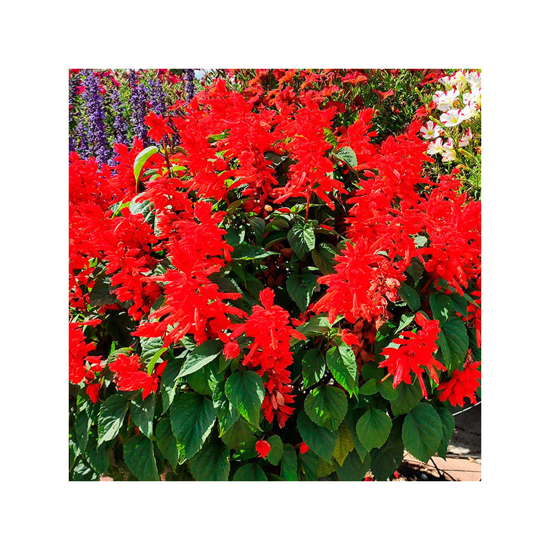  Salvia 1000 Semillas splendens Tall Red Hill Red Flor Maceta Anual 108.474576 Salvia 1000 Semillas splendens Tall Red Hill Red 