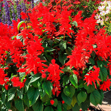  Salvia 1000 Semillas splendens Tall Red Hill Red Flor Maceta Anual 108.474576 Salvia 1000 Semillas splendens Tall Red Hill Red 