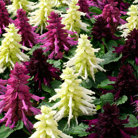 Salvia 1000 Semillas splendens Reddy Nero Mixture Flor Maceta Anual FLOWER SEEDS-Salvia 1000 Semillas splendens Reddy Nero Mixtu