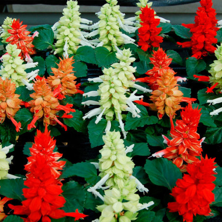  Salvia 1000 Semillas splendens Reddy Mix Cleopatra Flor Maceta Anual 80.508475 Salvia 1000 Semillas splendens Reddy Mix Cleopat