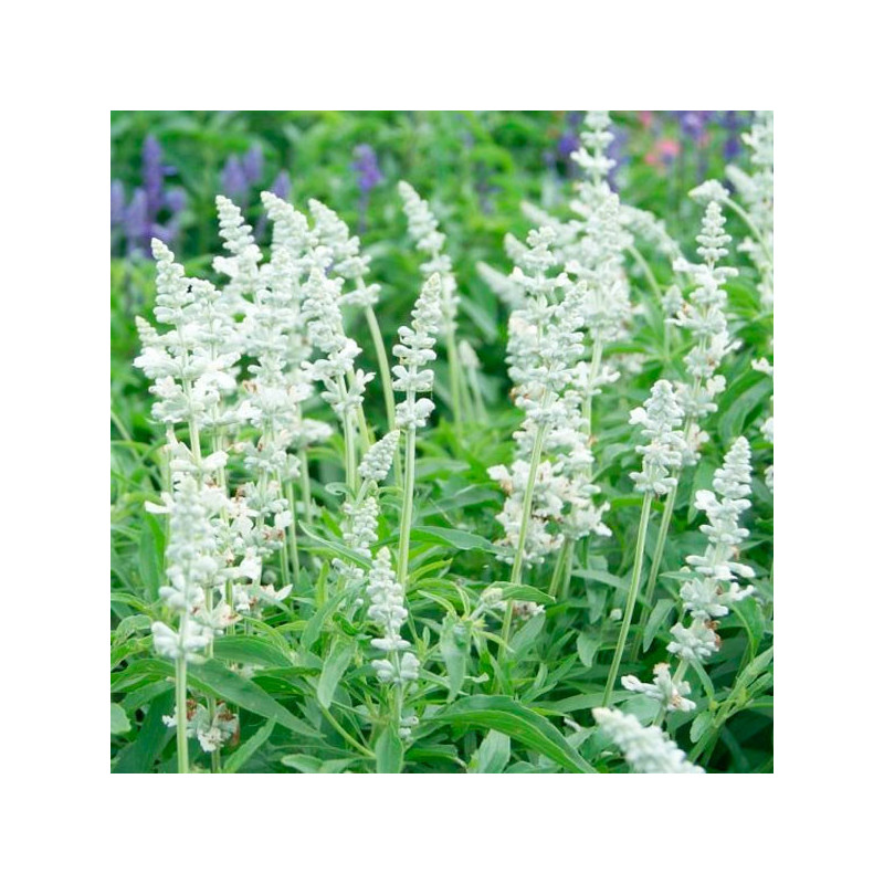  Salvia 1000 Semillas farinacea Evolution White Flor Maceta Estacional 71.186441 Salvia 1000 Semillas farinacea Evolution White 