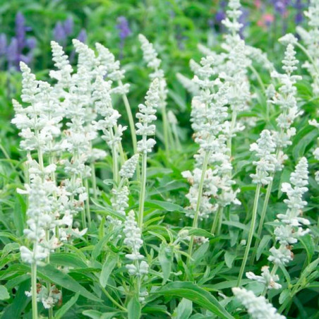  Salvia 1000 Semillas farinacea Evolution White Flor Maceta Estacional 71.186441 Salvia 1000 Semillas farinacea Evolution White 