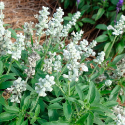  Salvia 1000 Semillas farinacea Evolution White Flor Maceta Estacional 71.186441 Salvia 1000 Semillas farinacea Evolution White 