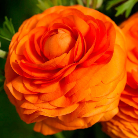  Ranunculo 500 Semillas Ranunculus asiaticus Bloomingdale II Orange Shade PLT Flor Maceta 209.322034 Ranunculo 500 Semillas Ranu