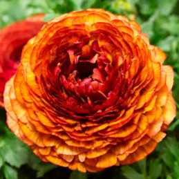  Ranunculo 1000 Semillas Ranunculus asiaticus Mache Chocolate PLT Flor Maceta 350 Ranunculo 1000 Semillas Ranunculus asiaticus M