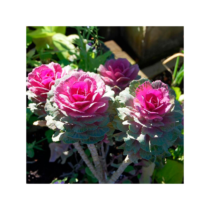  Col Ornamental 1000 Semillas Brassica oleracea Flower Kale Crane Red Flor Corte 140.677966 Col Ornamental 1000 Semillas Brassic