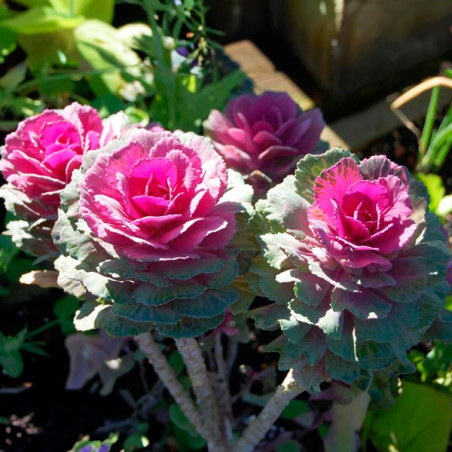  Col Ornamental 1000 Semillas Brassica oleracea Flower Kale Crane Red Flor Corte 140.677966 Col Ornamental 1000 Semillas Brassic