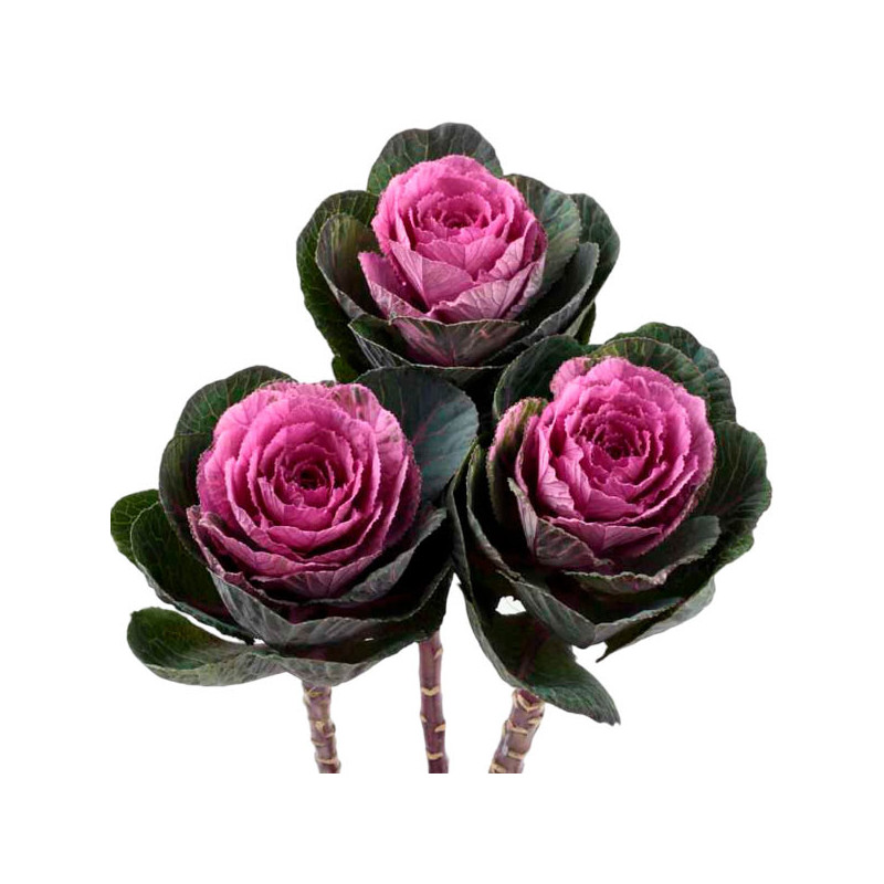  Col Ornamental 1000 Semillas Brassica oleracea Flower Kale Condor Red Flor Corte 140.677966 Col Ornamental 1000 Semillas Brassi