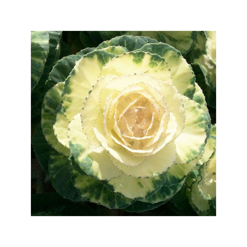  Col Ornamental 1000 Semillas Brassica oleracea Flower Kale Condor Pure White Flor Corte 140.677966 Col Ornamental 1000 Semillas