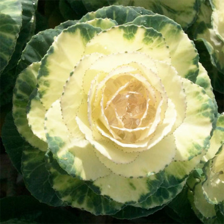  Col Ornamental 1000 Semillas Brassica oleracea Flower Kale Condor Pure White Flor Corte 140.677966 Col Ornamental 1000 Semillas